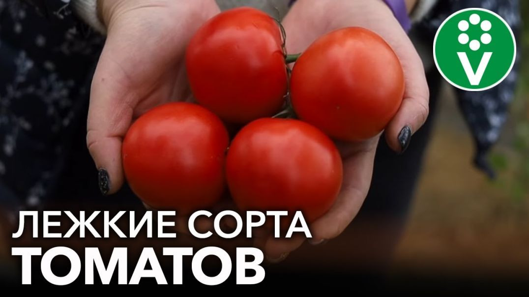 ⁣САМЫЕ ДОЛГОХРАНЯЩИЕСЯ ТОМАТЫ! 2 сорта томатов, которые долежат до весны