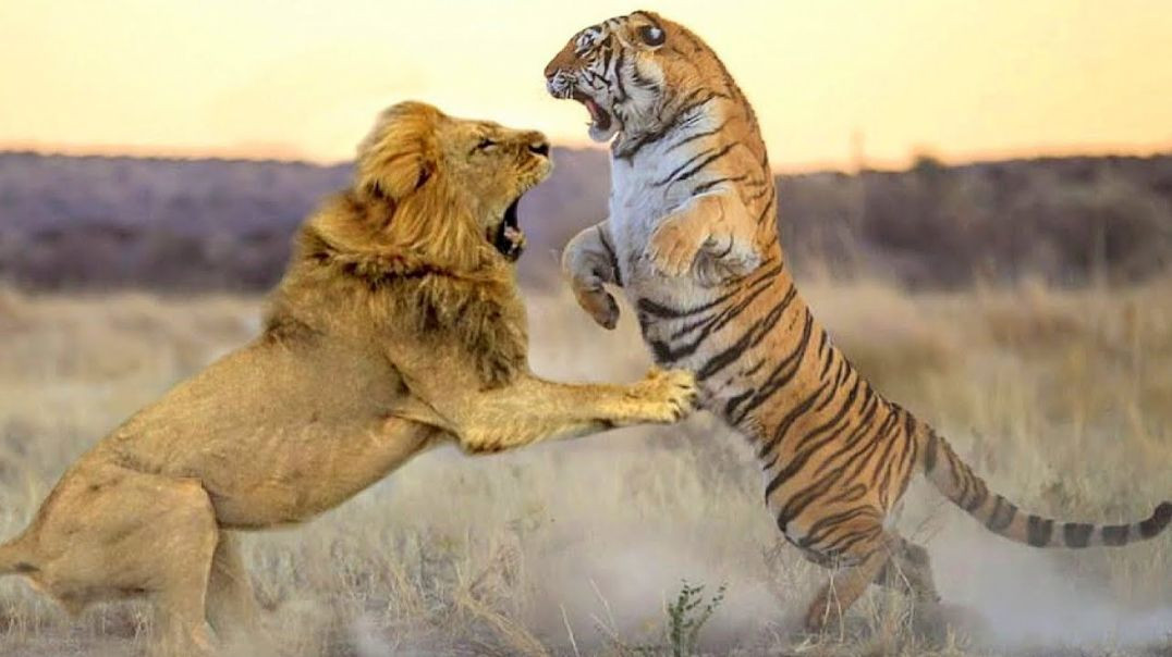 Сибирский Тигр в бою одним ударом сразил Льва наповал!