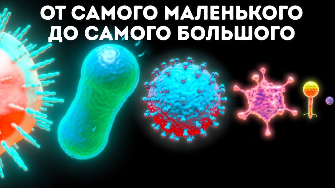 Микробы: от самого маленького до самого большого