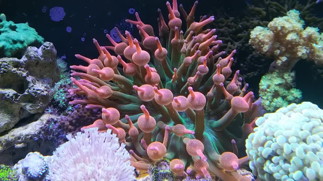 ⁣Морской аквариум растение актиния дует пузыри