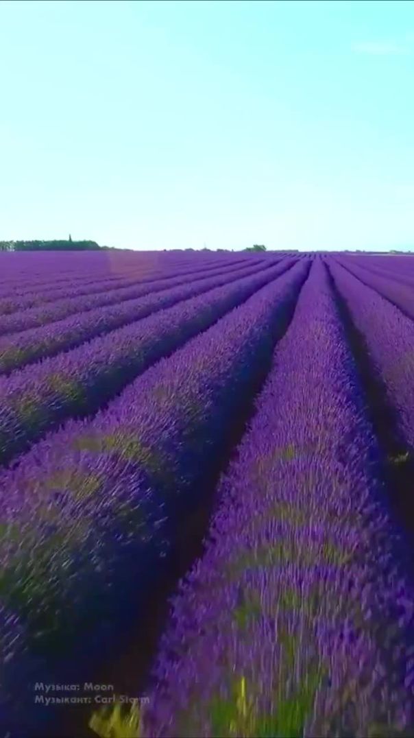 ⁣The Magic of Nature - Lavender fields / Магия природы - Лавандовые поля