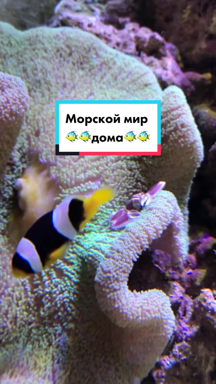 Клоуны в морском аквариуме