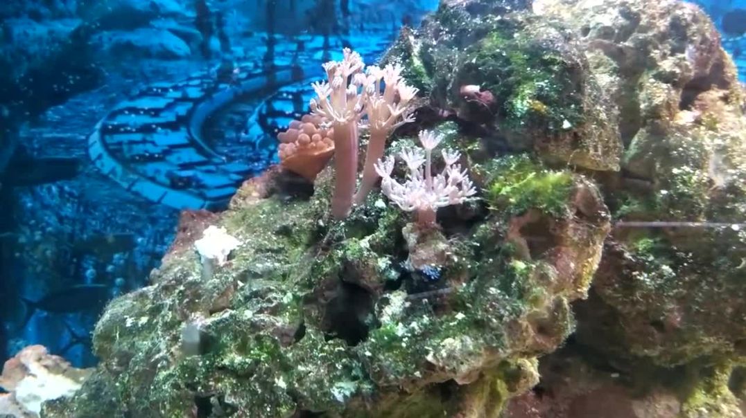 ⁣Заселение рыб в морской аквариум