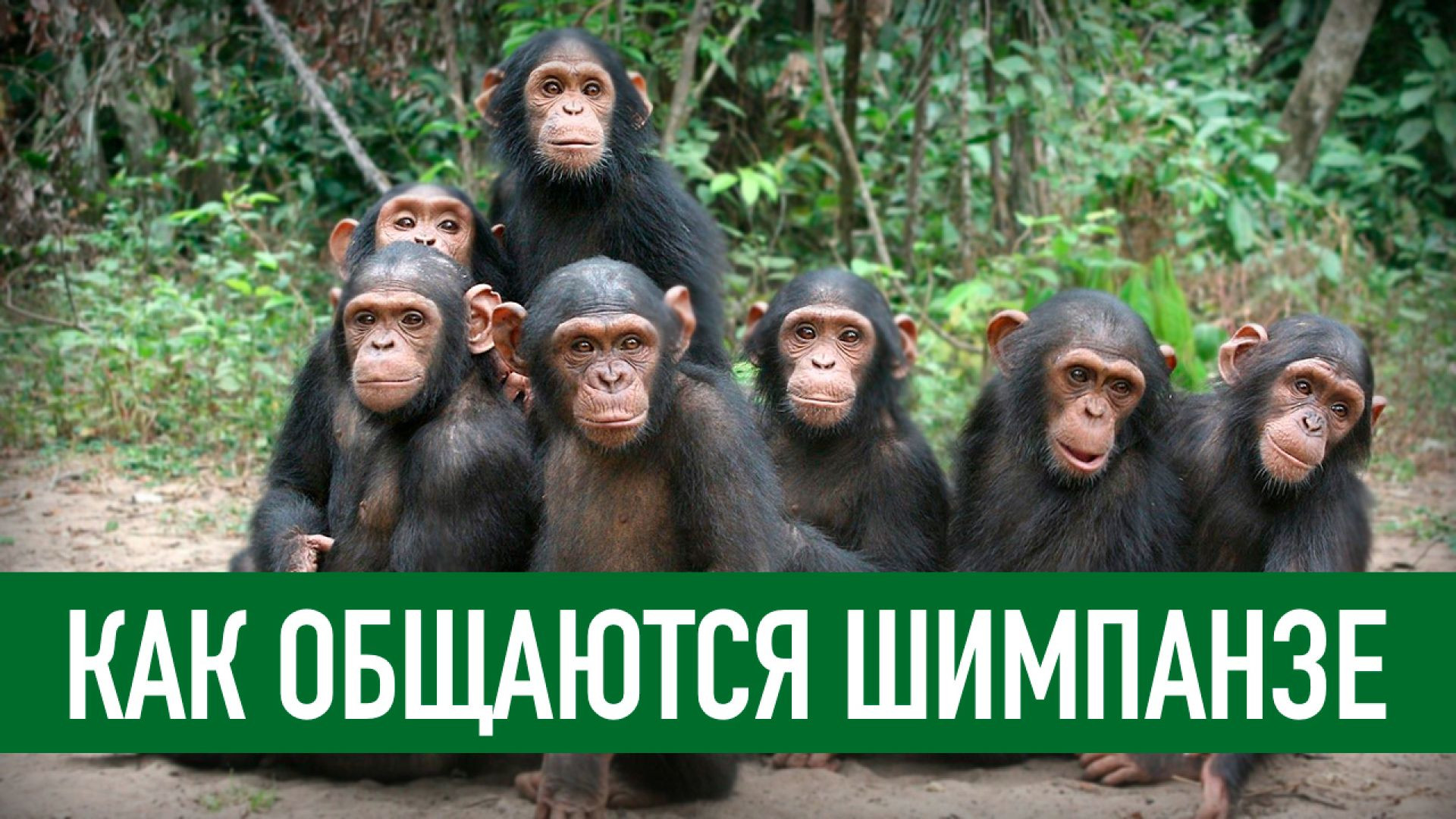 Как общаются шимпанзе | Самые человекообразные обезьяны | Почти как люди
