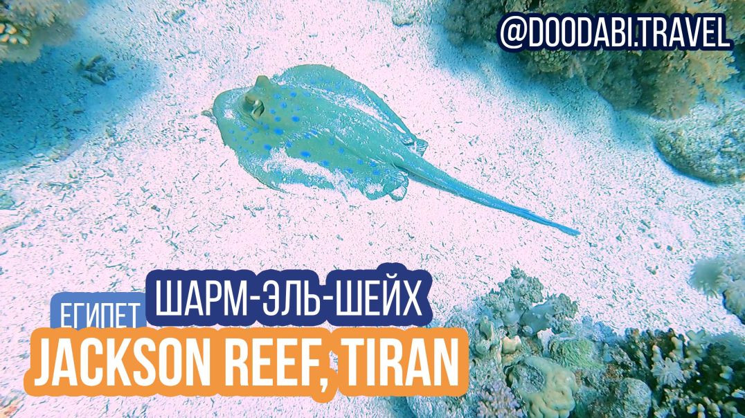 ⁣Коралловый риф Jackson Reef, о.Триан (Египет), октябрь 2022