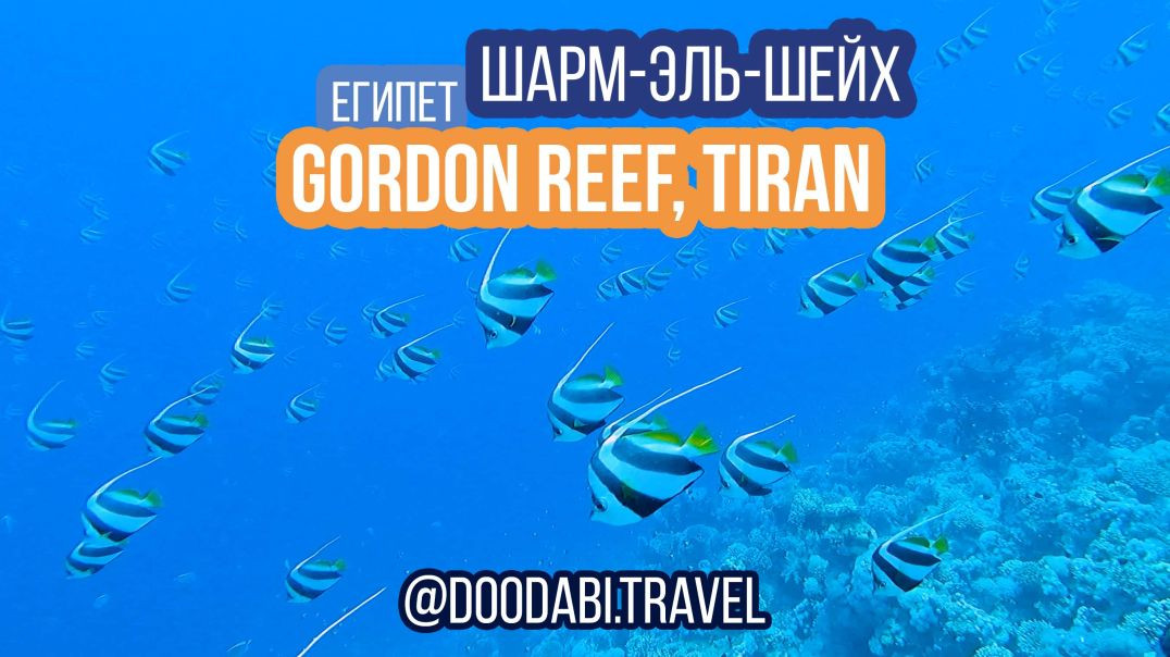 Погружение Gordon Reef, о.Тиран (Египет), октябрь 2022