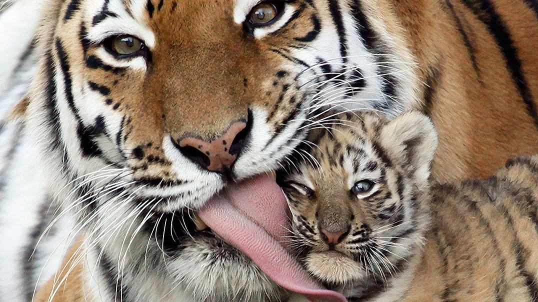 ⁣Тайная Жизнь Тигров / The Secret Life of Tigers | 4K |