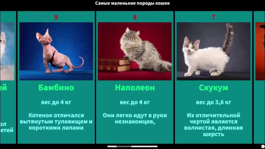 ⁣Самые маленькие породы кошек