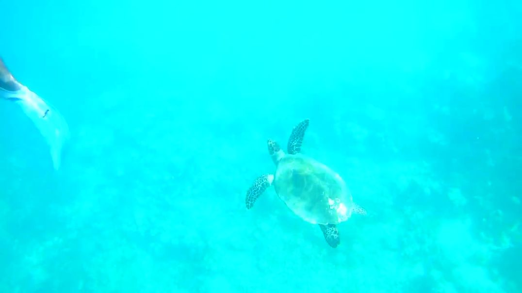 Снорклинг с черепахами на красивом рифе на Мальдивах