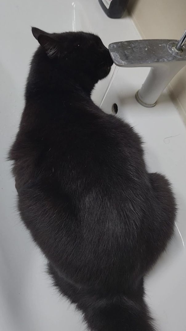 Водопой кота