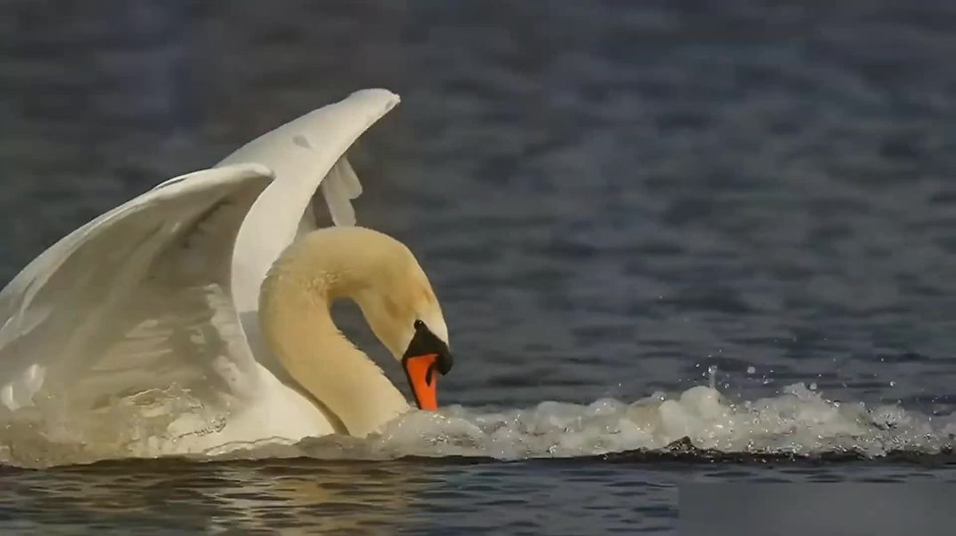 Лебеди танцуют под песню Кайрата Нуртаса - Сені Суйем в исполнении Гульмиры Избасхановы
