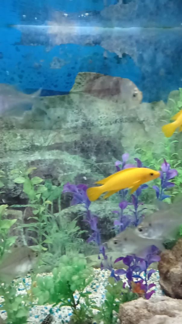 Желтые и прозрачные рыбки в аквариуме.