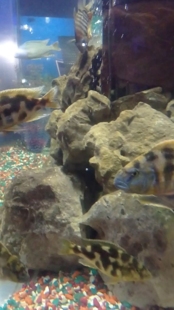 Рыбки в аквариуме.