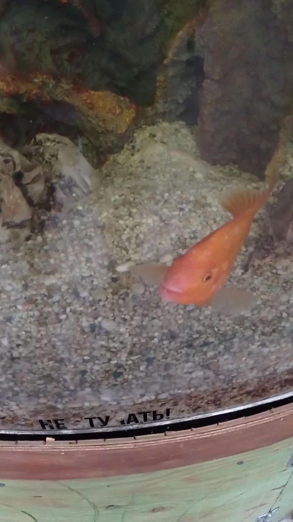 Оранжевые рыбки в аквариуме.