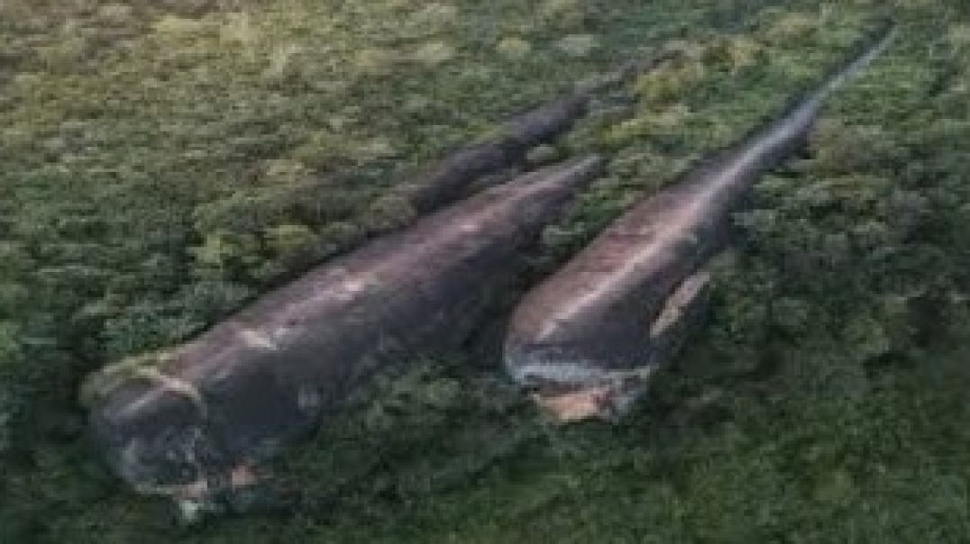⁣Три каменных кита