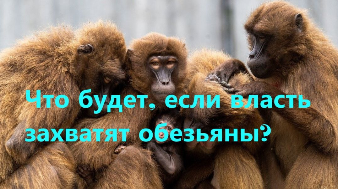 ⁣Что будет, если власть захватят обезьяны