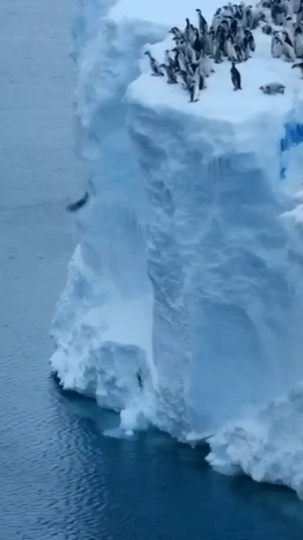 Шикарное видео из Антарктиы.