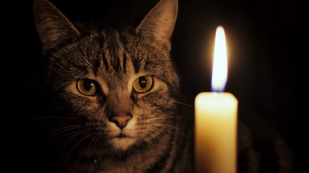 Добрая песня: "Кошка и свеча"